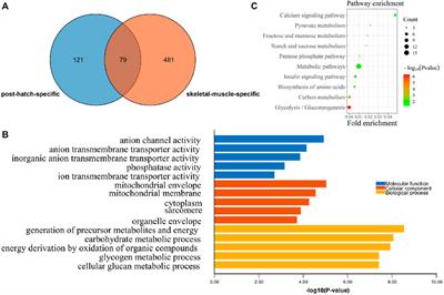 Mining of chicken muscle growth genes and the function of important candidate gene RPL3L in muscle development